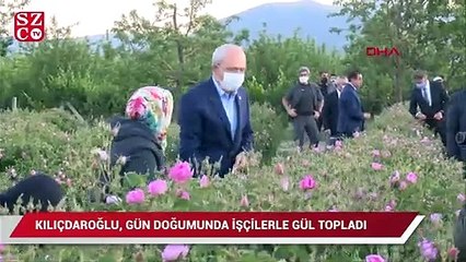 Kılıçdaroğlu gün doğumunda işçilerle gül topladı