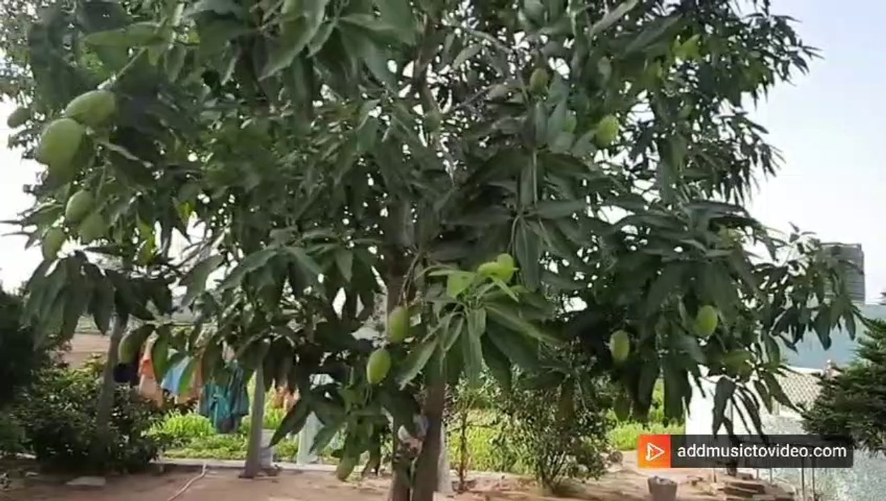 Mango tree in slowmo | आम आदमी का आम  |