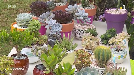 Les Floralies à Punaauia : une multitude de plantes à découvrir jusqu'au 30 mai