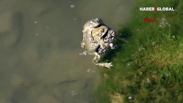 Sarmaş dolaş kurbağalar görenleri şaşırttı
