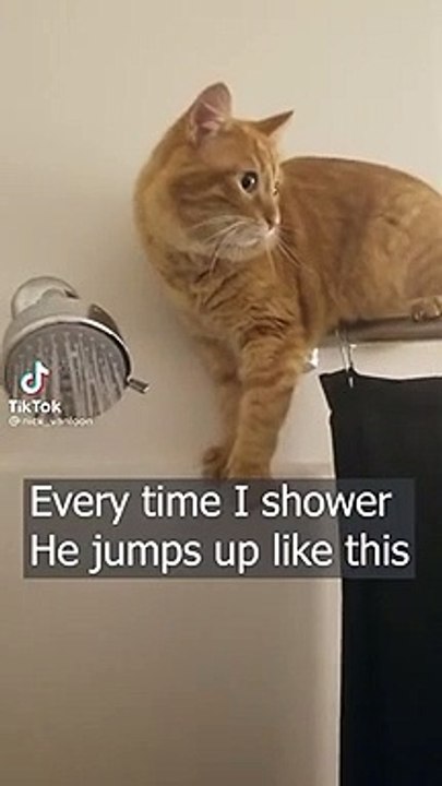 Videos Dog Scared Cat Funny Dog Funny Dog And Cats - Cats And Dog Productions