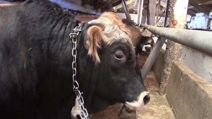 Amasya'da kurbanlıklar görücüye çıkmaya başladı