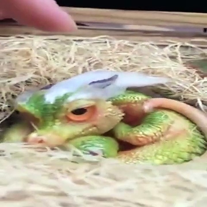 36.AWW Animals SOO Cute  Cute baby animals Videos Compilation cute moment of the animals #25