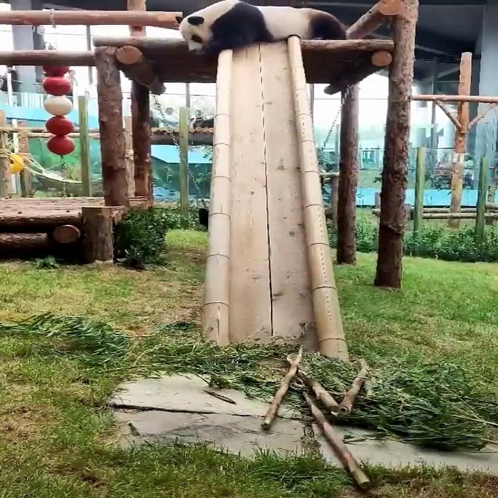 Cute baby animals Videos Compilation cute moment of the animals #27