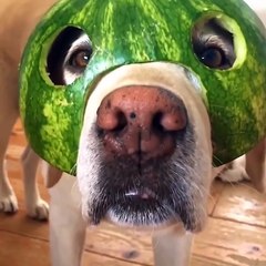 Cute baby animals Videos Compilation cute moment of the animals #29