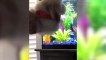   Funniest  Cats And  Dogs - Awesome Funny Pet Animals' Life Videos 