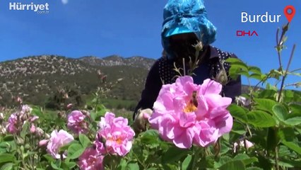 Altı ton üründen elde ediliyor! Litresi 7 bin euroyu buluyor