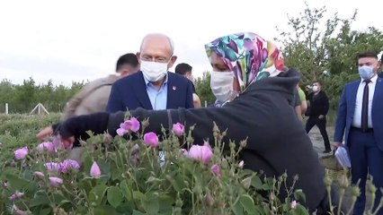 ISPARTA - Kılıçdaroğlu, gül hasadına katıldı (2)