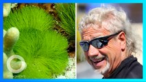 Berkat Gen dari Alga, Pria yang Awalnya Buta Total Bisa Pulih Sebagian - TomoNews