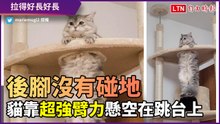 咦？腳沒碰地？貓皇用超強臂力懸掛跳台　身體拉得好長好長