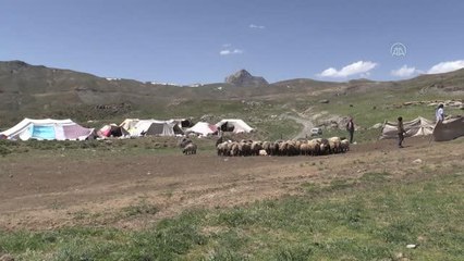 Muş ve Hakkari'nin huzurlu yaylaları göçerlerin vazgeçilmezi oldu (1)