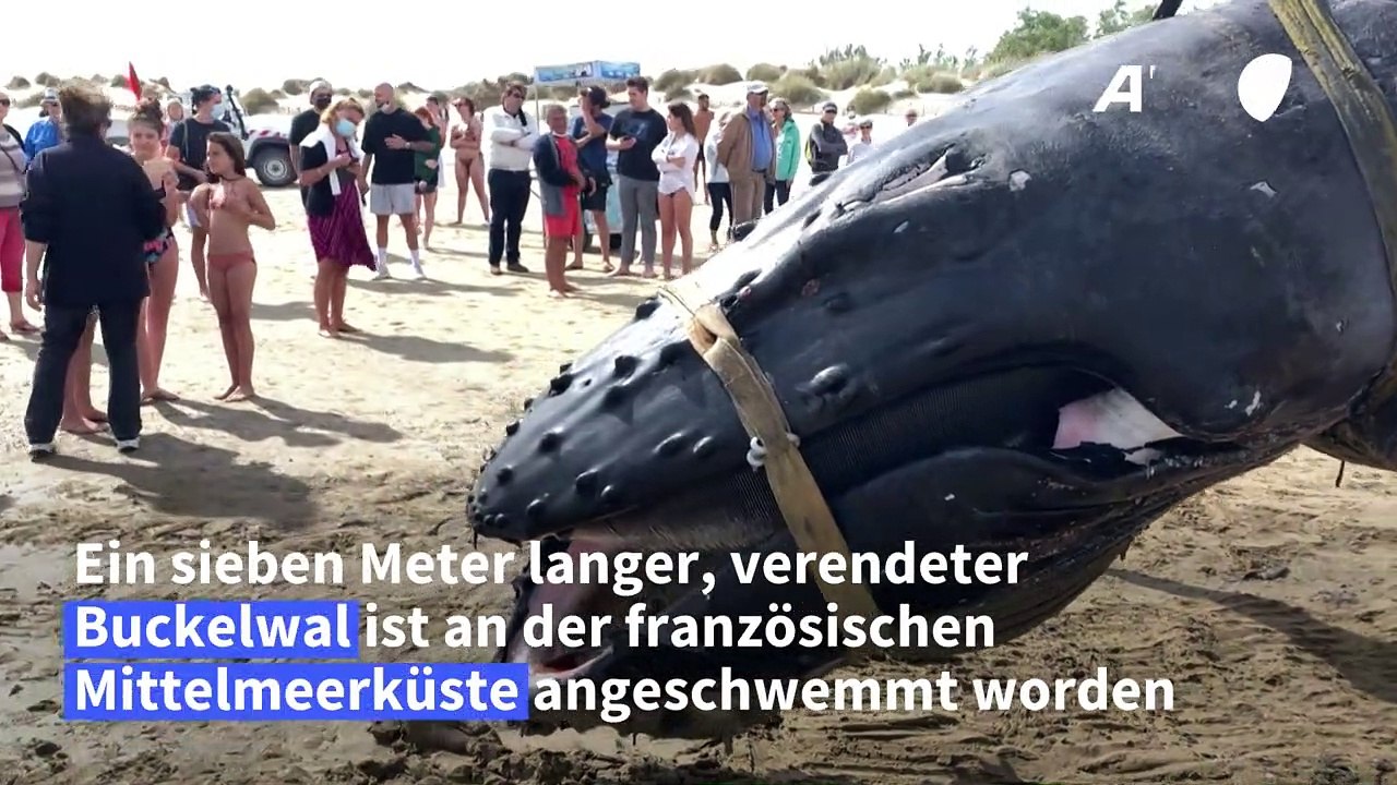 Buckelwal an französischer Mittelmeerküste verendet