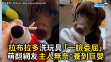 拉布拉多洗玩具「一臉委屈」萌翻網友 主人無奈：養到巨嬰