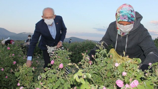 CHP Genel Başkanı Kemal Kılıçdaroğlu işçilerle gül topladı
