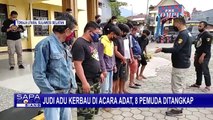 Polres Toraja Tangkap 8 Pemua yang Terlibat Judi di Acara Adat Adu Kerbau