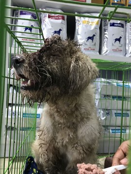 Ils trouvent un chien avec un trou dans la tête et lui sauvent la vie !