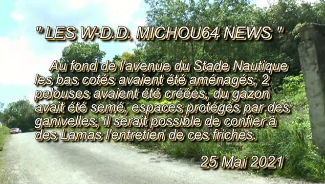 LES W-D.D. MICHOU64 NEWS - 25 MAI 2021 - PAU - AU FOND DE L'AVENUE DU STADE NAUTIQUE CONFIER À DES LAMAS L'ENTRETIEN DES BAS CÔTÉS