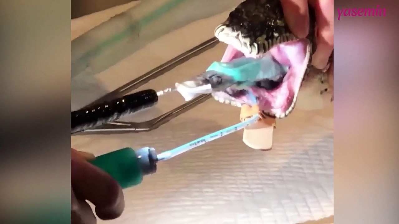 Plajdaki havluyu yutan yılana yapılan başarılı operasyon!