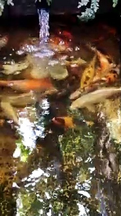 My Koi Fish