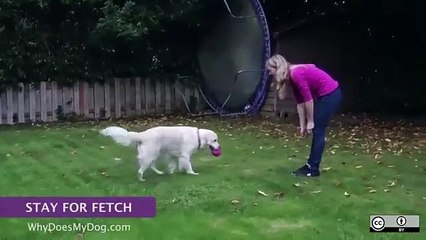 How To Teach A Dog or Puppy