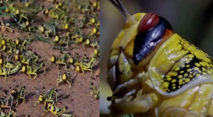 राजस्थान पर मंडराया एक और खतरा, फिर से लौट रही हैं टिड्डियां, जैसलमेर में हाई अलर्ट