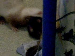 Nos deux fouines en plein jeu