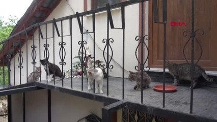 GÜMÜŞHANE EMEKLİ MAAŞI İLE CAN DOSTLARINI BESLİYOR