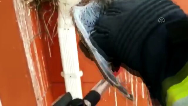 AKSARAY - Yuvadan düşen şahin yavruları, itfaiye tarafından yerine bırakıldı