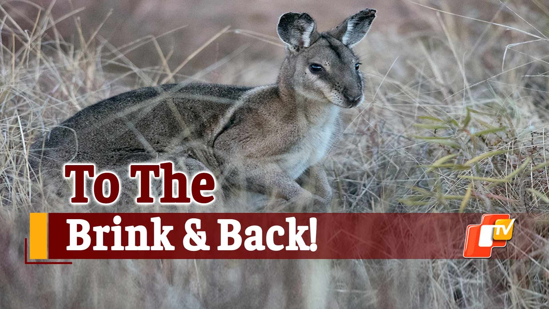 ⁣Australian Wallabies Saved From Extinction