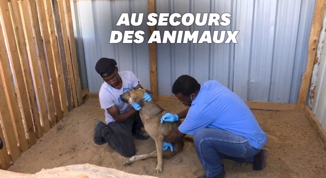 À Gaza, ils profitent du cessez-le-feu pour soigner les animaux blessés dans les bombardements