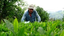 Fındık üretimi artacak, yaş çay üretimi düşecek