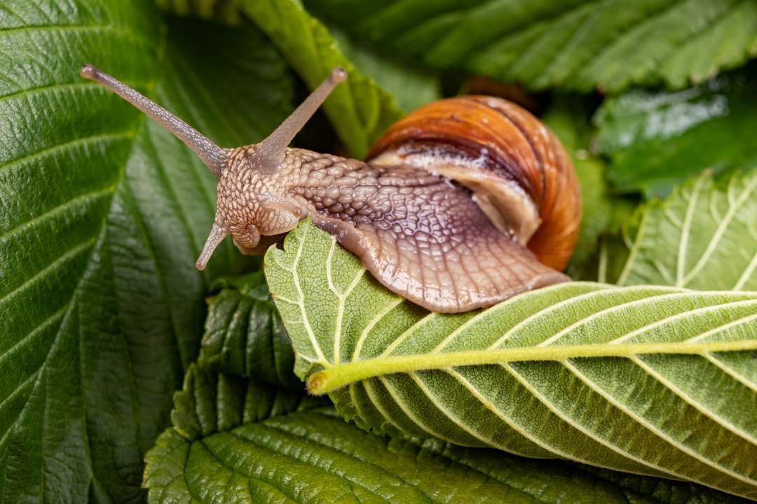 Kaiserschnecken video Dailymotion