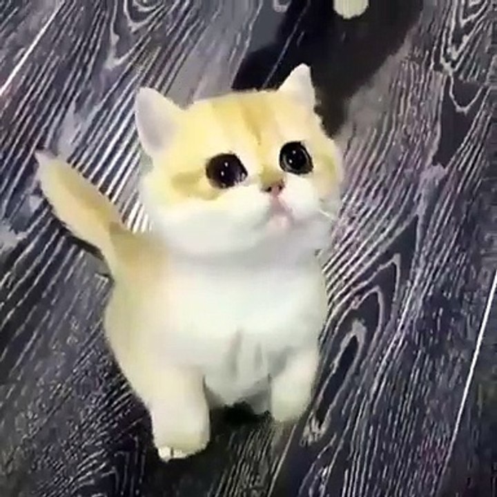 un chaton ressemble a Pikachu