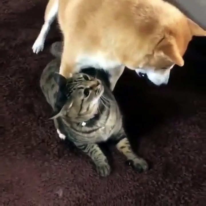 Dogcoin avec un chat