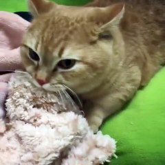 cat getting ready for sleep