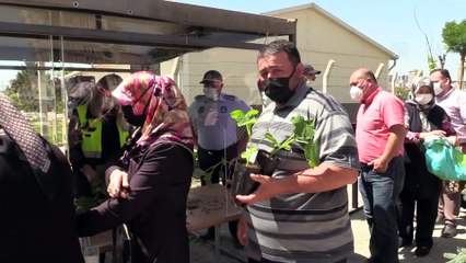 Kastamonu Belediyesi 'ata tohumları'ndan yetiştirilen 60 bin fide dağıttı