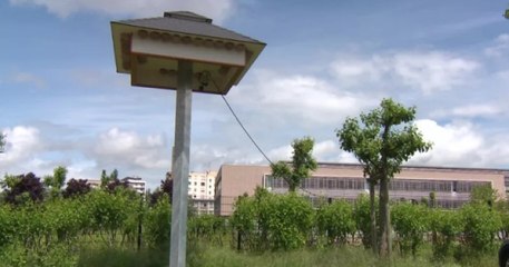En Alsace, des hôtels à hirondelles sont installés pour lutter contre la propagation du moustique tigre