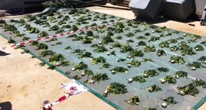 Palermo - Serra indoor con 170 piante di marijuana: arrestato 53enne (27.05.21)