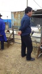 Lovely and funny animals 2021   Sheep is a lovely pet 1