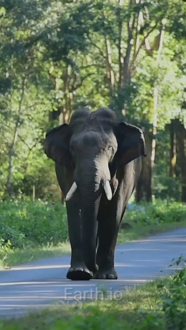 Elephant  4k video ..