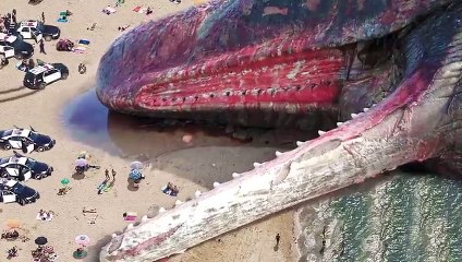14 Strangest Things Washed Up on Beaches