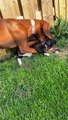 Backyard Wrestling with Pearl and Norm