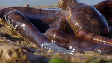 Aquatic Animals Take To Land   - Octopus takes to land extraordinary