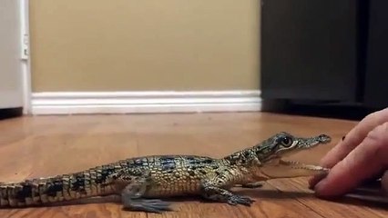 Un bébé crocodile féroce... Attention les doigts