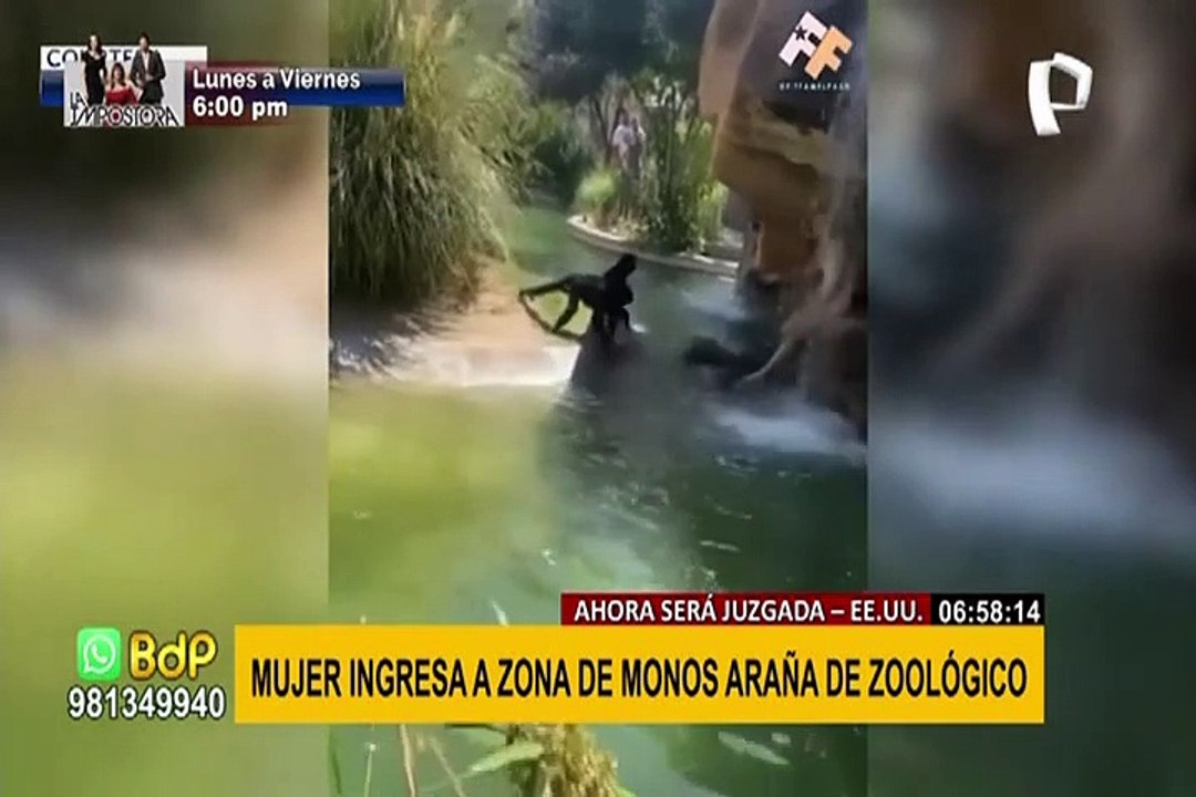 ¡Insólito! mujer ingresó a jaula de zoológico para darle de comer a monos