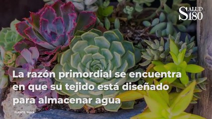 Tips para revivir una suculenta.