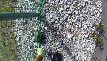 Cyclist Rescues Seven Turtles along Trail