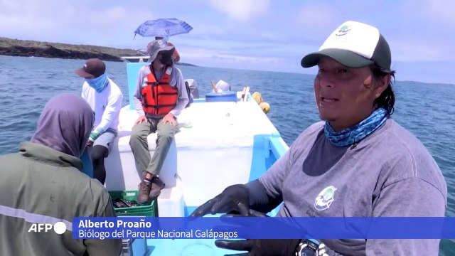 Tiburones y tortugas: el rastreo que preserva la vida silvestre de las Galápagos