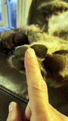 Tickling the Pup's Paws