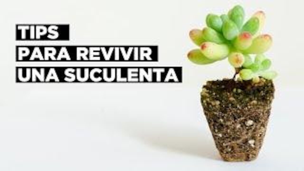 Tips para revivir una suculenta.